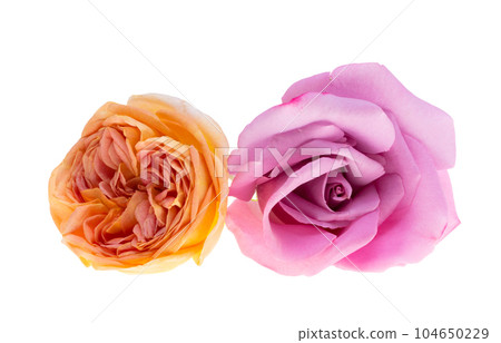 lilac rose isolated lilac rose isolated 104650229