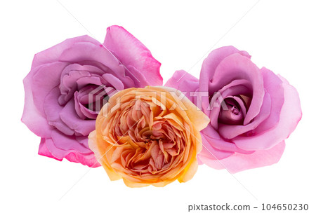 lilac rose isolated lilac rose isolated 104650230