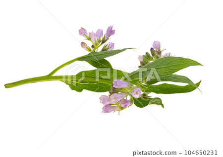 common comfrey isolated common comfrey isolated 104650231