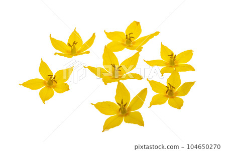 loosestrife flower isolated 104650270