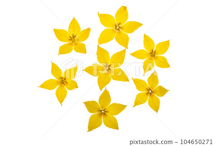 loosestrife flower isolated 104650271
