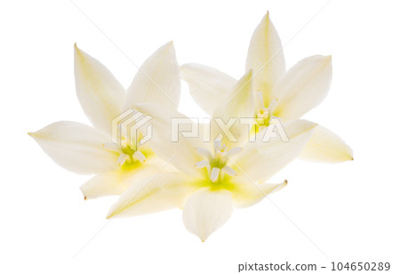 yucca flower isolated 104650289