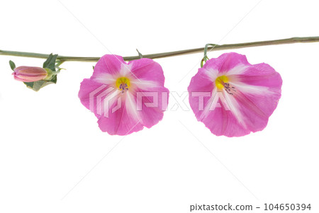 field bindweed flower isolated field bindweed flower isolated 104650394