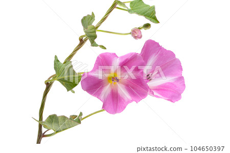 field bindweed flower isolated field bindweed flower isolated 104650397