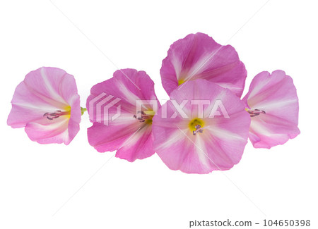 field bindweed flower isolated field bindweed flower isolated 104650398