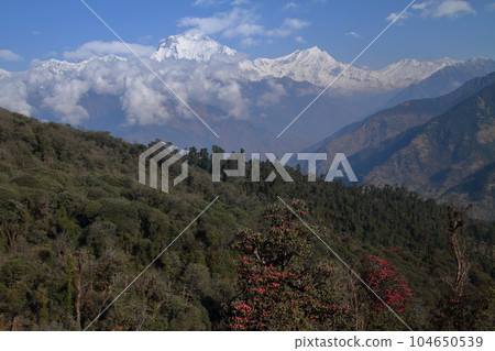 Dhaulagiri mountain range from Ghorepani village along the Annapurna trekking course in the Nepal Himalayas in South Asia 104650539