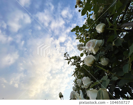 Looking up at the rose flowers and the sky 104650727