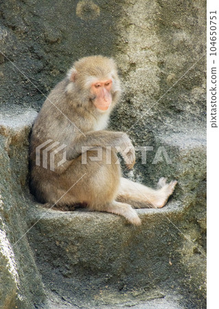 擺姿勢的猴子 104650751