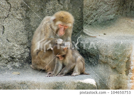 猴子的頭髮修剪 104650753