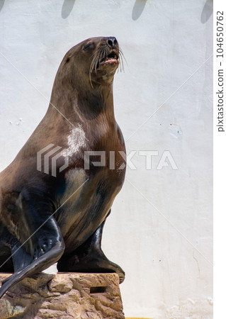 sea lion on a platform 104650762