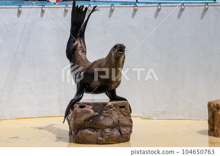 Steller sea lion doing a handstand 104650763