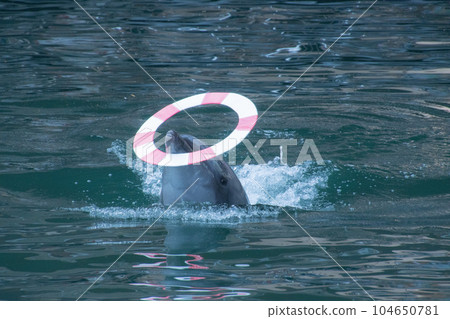 海豚旋轉漂浮物 海豚旋轉漂浮物 104650781