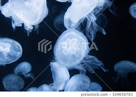 漂浮在黑暗中的水母 漂浮在黑暗中的水母 104650783