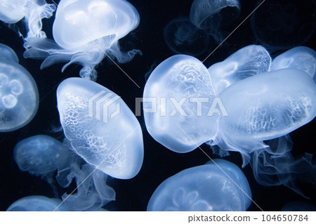 漂浮在黑暗中的水母 104650784