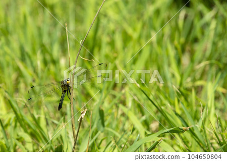 Dragonfly that stays on a branch 104650804