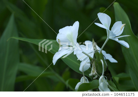 White flowers of Hanashuksha blooming at dusk (using a macro lens, outdoor natural light close-up photography) White flowers of Hanashuksha blooming at dusk (using a macro lens, outdoor natural light close-up photography) 104651175