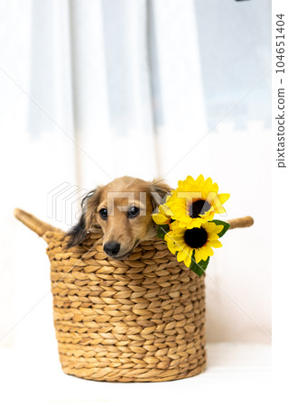 Kaninhen 臘腸犬幼犬 Kaninhen 臘腸犬幼犬 104651404