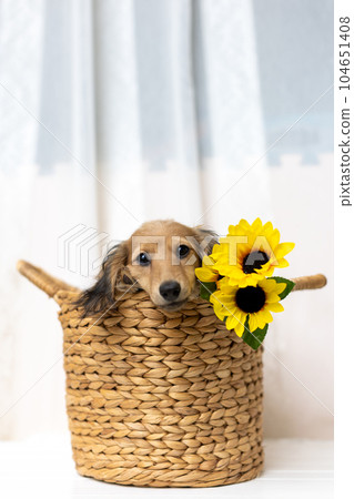 Kaninhen Dachshund Puppies 104651408