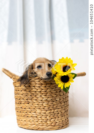 Kaninhen 臘腸犬幼犬 Kaninhen 臘腸犬幼犬 104651410