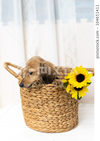 Kaninhen Dachshund Puppies 104651411