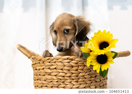 Kaninhen 臘腸犬幼犬 Kaninhen 臘腸犬幼犬 104651413