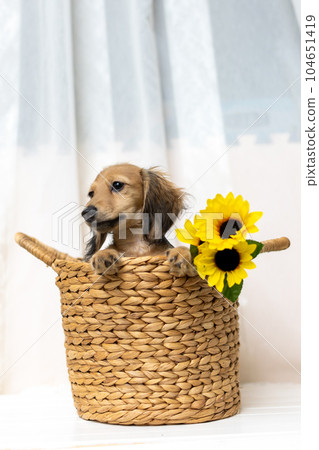 Kaninhen 臘腸犬幼犬 Kaninhen 臘腸犬幼犬 104651419