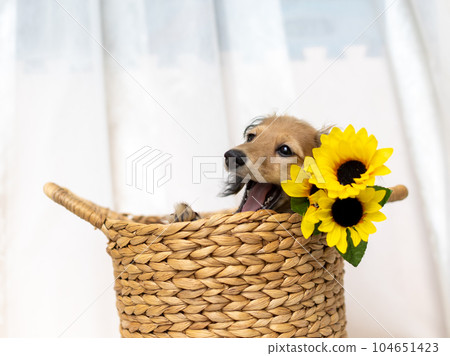 Kaninhen 臘腸犬幼犬 Kaninhen 臘腸犬幼犬 104651423