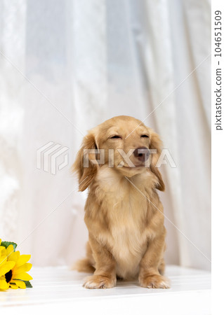 成年卡寧欽臘腸犬 成年卡寧欽臘腸犬 104651509