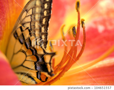 Hemerocallis "Tom Wise" blooming in June and swallowtail butterfly 104651557