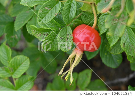 Hermanus (Rosaceae) deciduous shrub Hermanus (Rosaceae) deciduous shrub 104651584