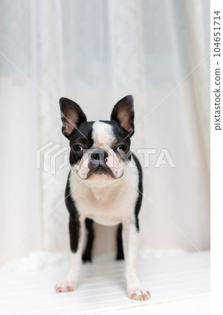 dog boston terrier 104651714