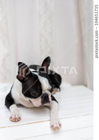 dog boston terrier 104651735