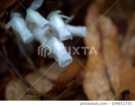 Silver dragon grass photographed in June 104651755