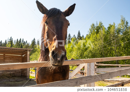 Racecourse concept. Modern animal livestock. Brown horse stallions in stall relaxing in training corral, farm countryside background. Horse in paddock corral outdoor. Horse in natural eco farm 104651838