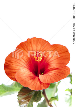 鮮豔的芙蓉夏日微風 104652096