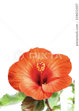 Vivid Hibiscus Summer Breeze Vivid Hibiscus Summer Breeze 104652097