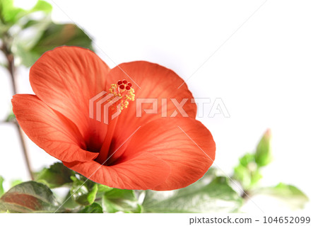 鮮豔的芙蓉夏日微風 鮮豔的芙蓉夏日微風 104652099