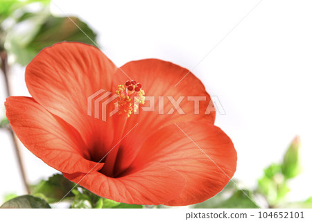 鮮豔的芙蓉夏日微風 104652101