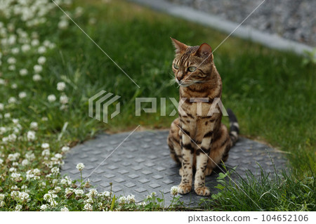 Curious Bengal cat exploring area around house. Domestic pet walking and hunting outdoors on summer day. Curious Bengal cat exploring area around house. Domestic pet walking and hunting outdoors on summer day. 104652106