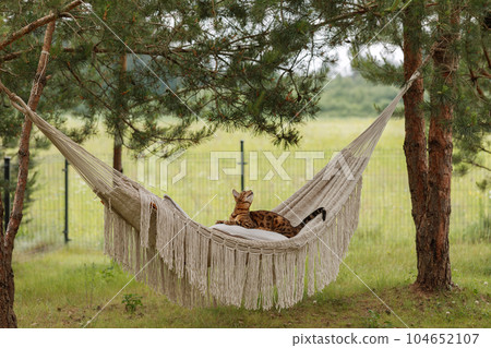 Bengal cat relaxing in hammock 104652107