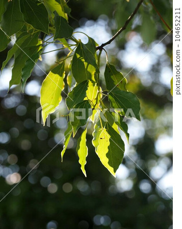 Leaves of camphor trees bathed in sunlight filtering through foliage (branch leaves of camphor trees in the rainy season) Leaves of camphor trees bathed in sunlight filtering through foliage (branch leaves of camphor trees in the rainy season) 104652211
