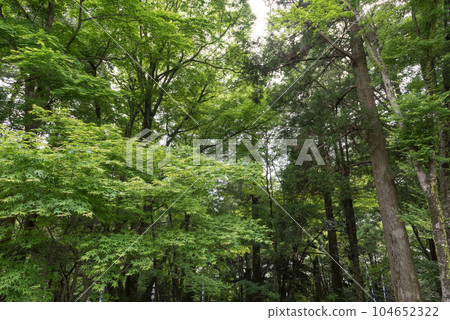View of Kirishima Shrine, a power spot in Kirishima City, Kagoshima Prefecture 104652322