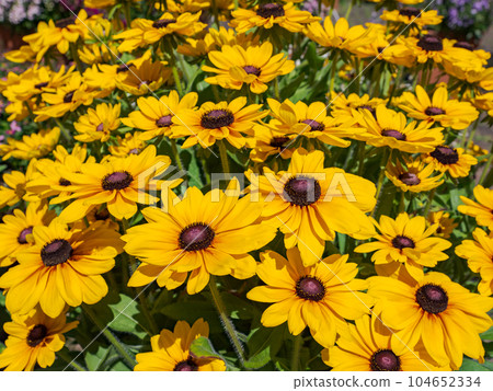 陽光明媚的日子裡盛開的金光菊 [Rudbeckia Sambechia Carolina] 104652334