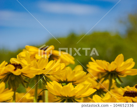 陽光明媚的日子裡盛開的金光菊 [Rudbeckia Sambechia Carolina] 104652336