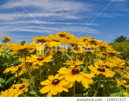 夏季藍天和金光菊 [Rudbeckia sanbechia carolina] 104652337