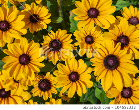 陽光明媚的日子裡盛開的金光菊 [Rudbeckia Sambechia Carolina] 104652338