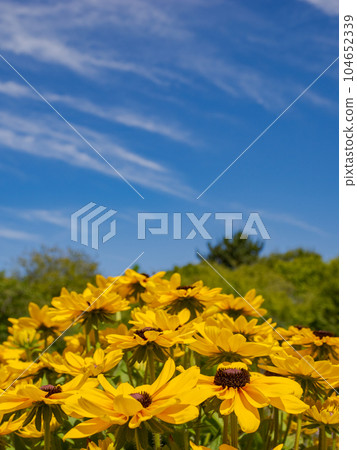 夏季藍天和金光菊 [Rudbeckia sanbechia carolina] 104652339