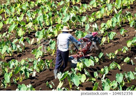 A farmer plowing a taro field with a cultivator A farmer plowing a taro field with a cultivator 104652356
