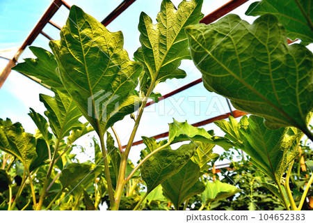 young eggplant plants in a greenhouse, spring, sunlight, selective focu young eggplant plants in a greenhouse, spring, sunlight, selective focu 104652383