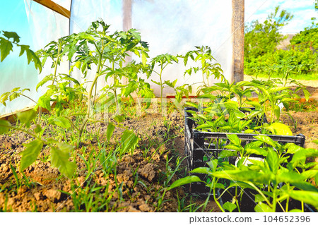 Young tomato seedlings grow in a greenhouse in spring, sunlight Young tomato seedlings grow in a greenhouse in spring, sunlight 104652396